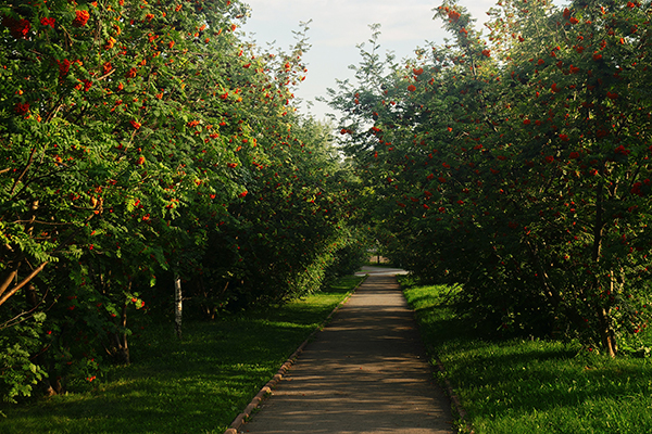 Jardin et Paysage : plantation des arbres et arbustes en Mayenne