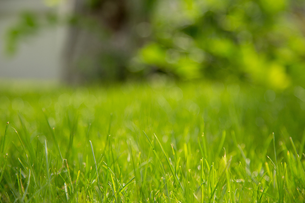 Jardin et Paysage : massifs et gazon